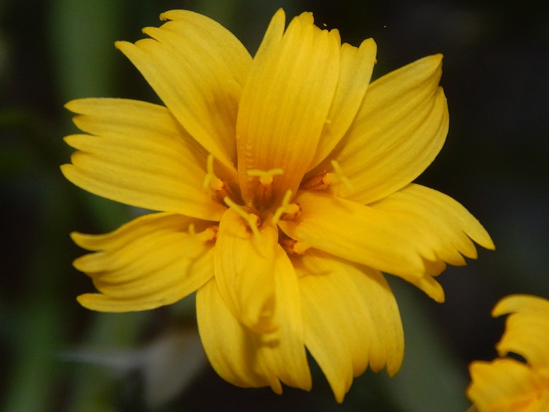 Chondrilla juncea